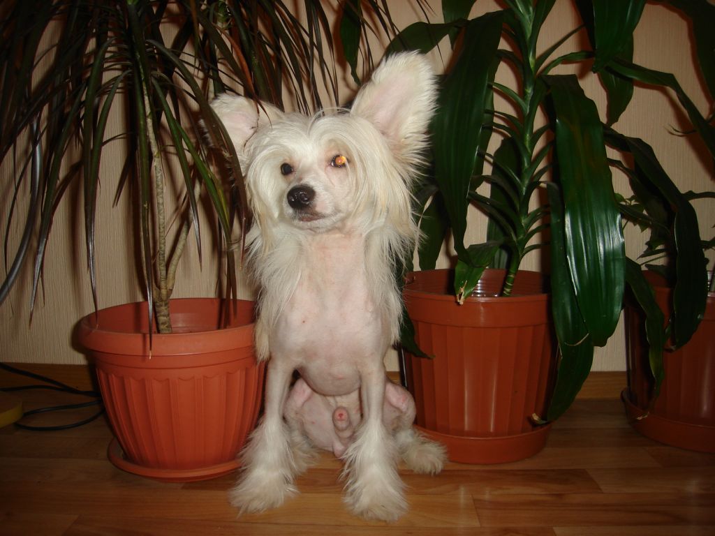 Fantastik Kashmir Harri May