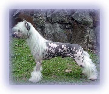 Maldinis Sancy Cullinan