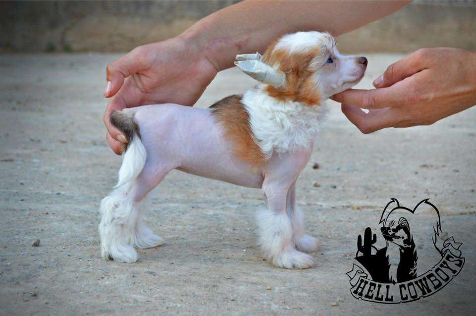 Hell Cowboys Take me home Country Roads