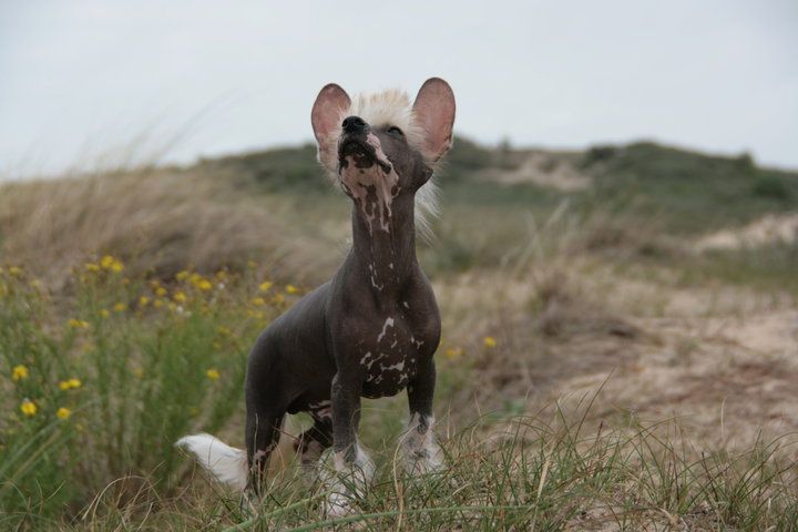 Selinas-Edition Matrix