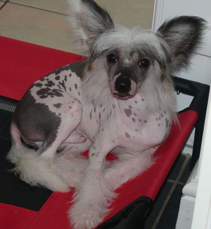 Tramarllan Duke of Hearts for Canjoline