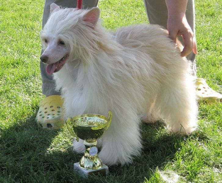 Miracle Gavany's Bohemia