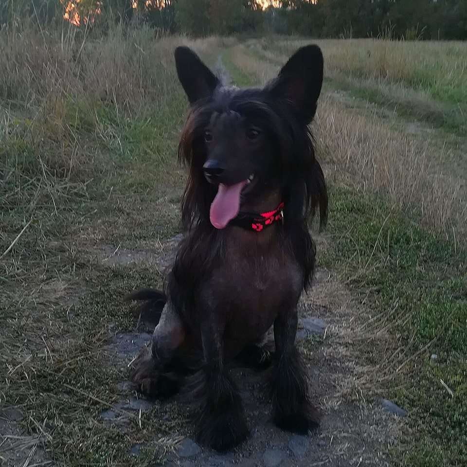 Yakima Kalis z Treste