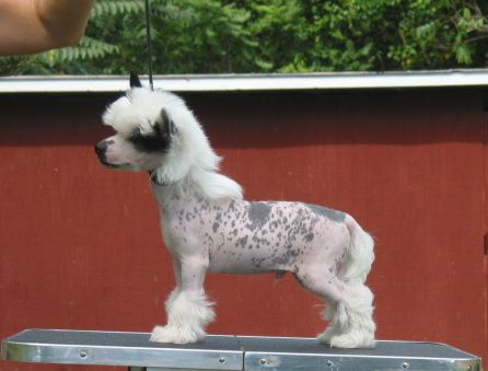 Wickhaven Just For Laughs