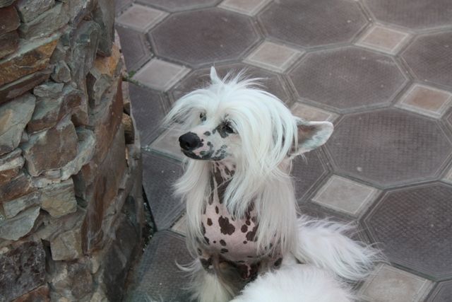 Bi-lav Plus Izbrannik Bogov