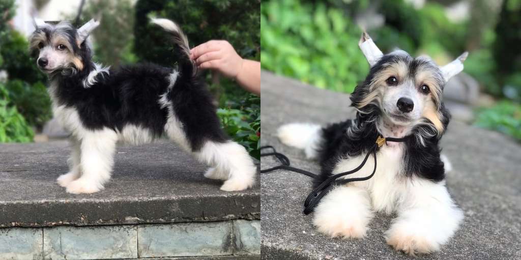 Rosa sinensis of Pipi