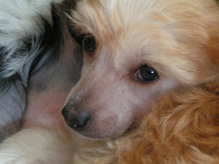 Lucky Line's Exotic Model