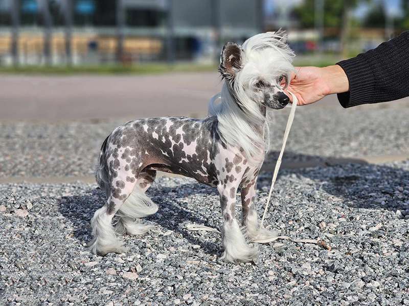 Queendom Princes de la Roses