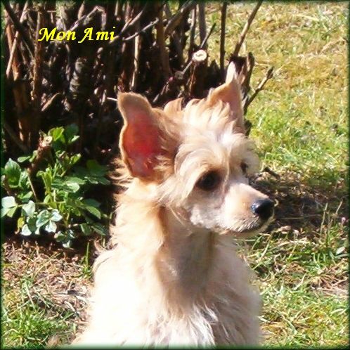 Mon Ami Kalis z Treste