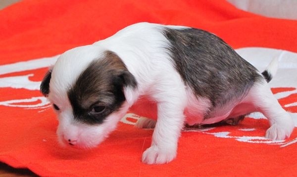 Pequin Mirrage Athena AT Lapinus