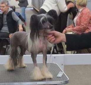 Glorious Yasmine Heybett Avec Debrita