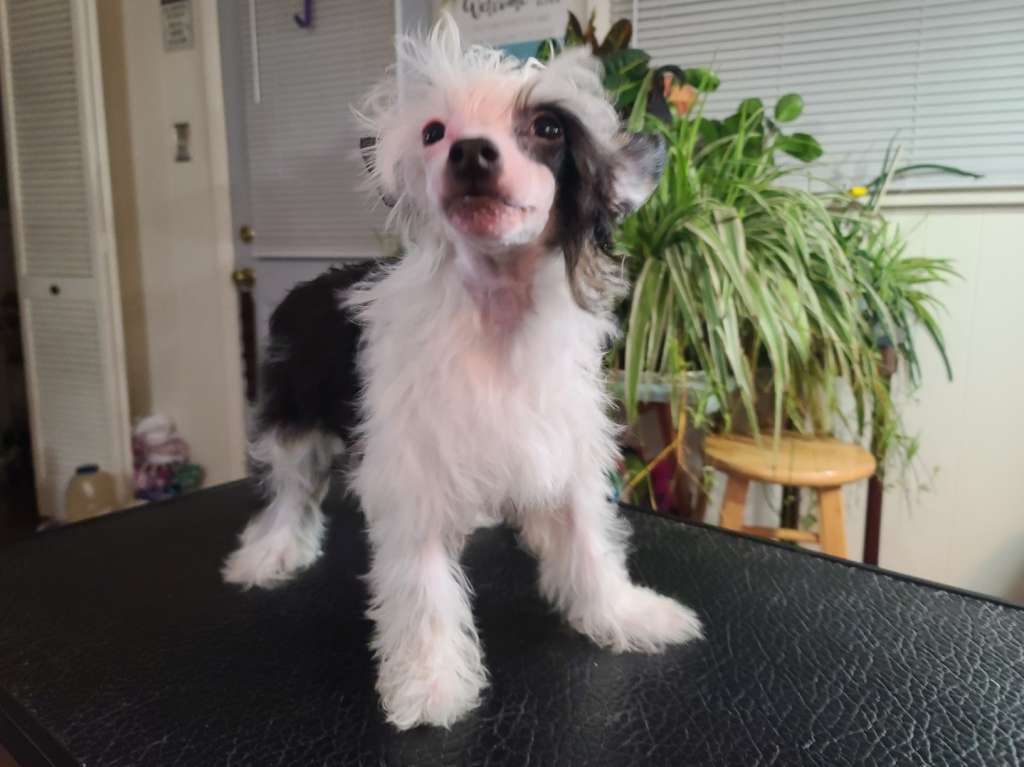 Long Haul's Why I Oughta