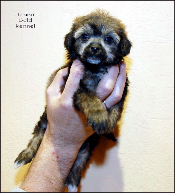 Irgen Gold Shizgara Show