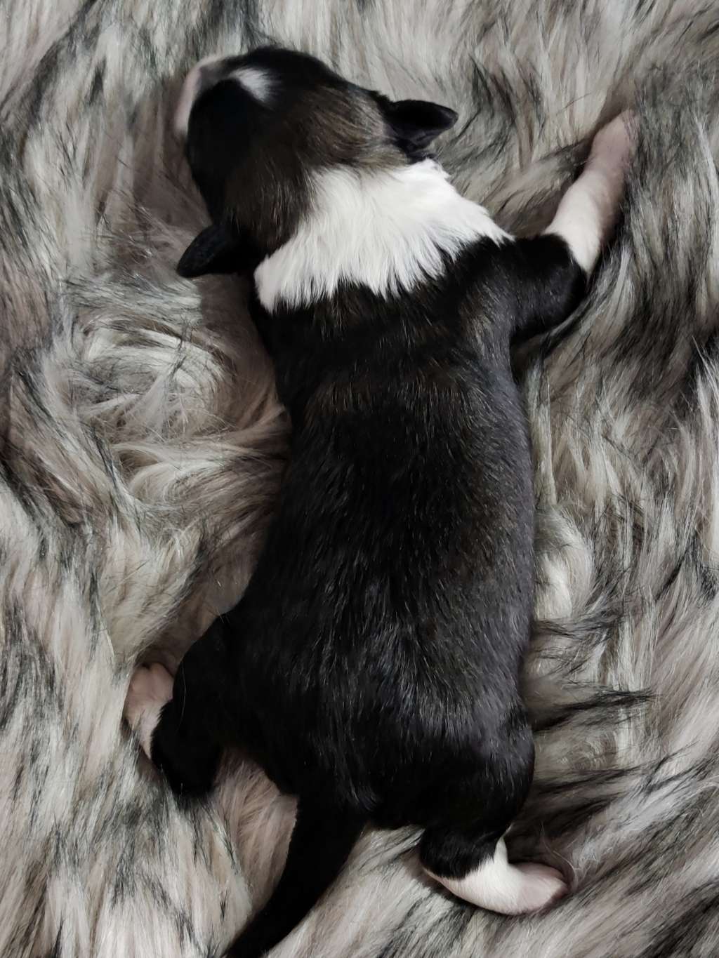 Naked Stars Don't Go Bacon My Heart