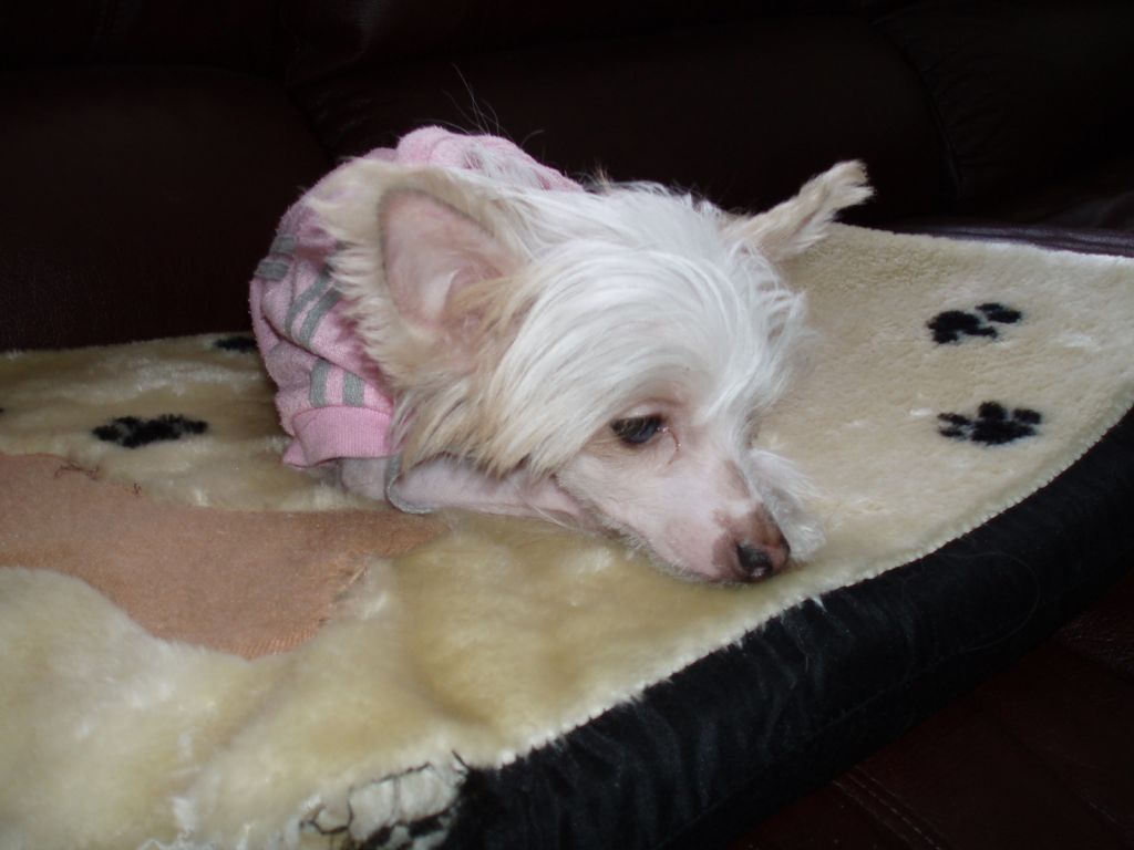 Madhatter's Divine Diva