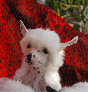 Nil Jardin von Shinbashi