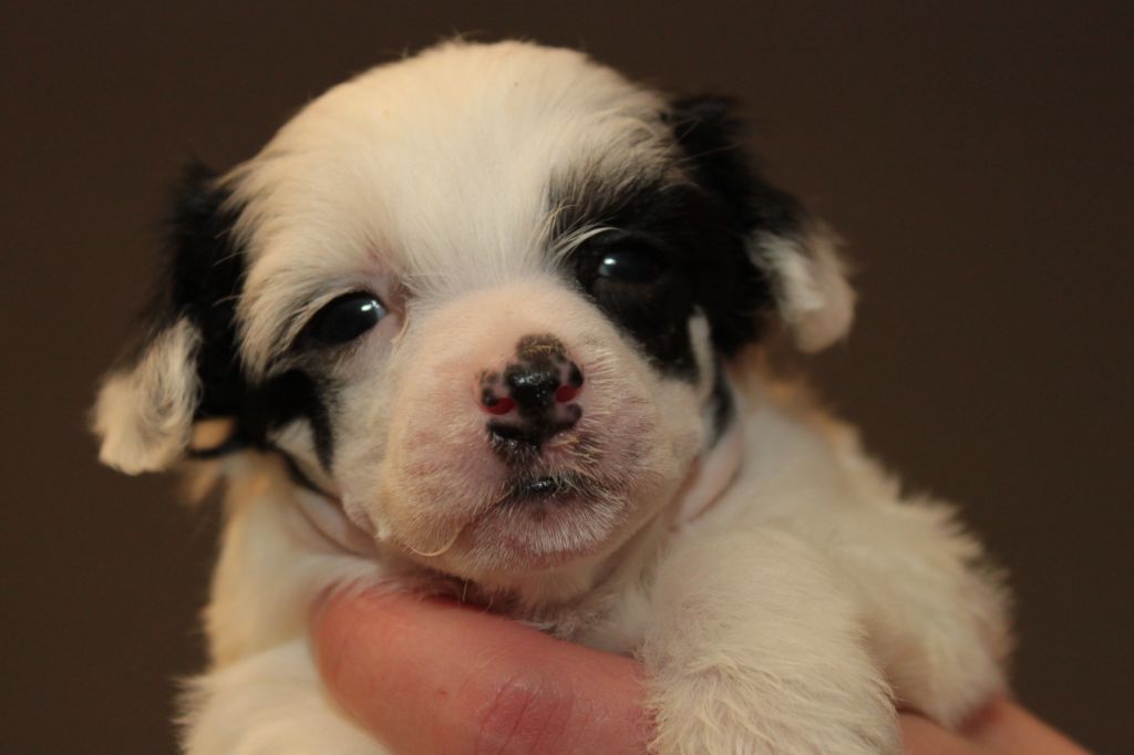 Allegranden Cotton Club