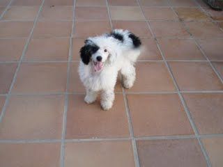 Atxarrea Black Aand White Tantations