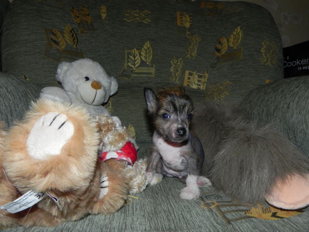 Sariolo Revda Claude Hoth