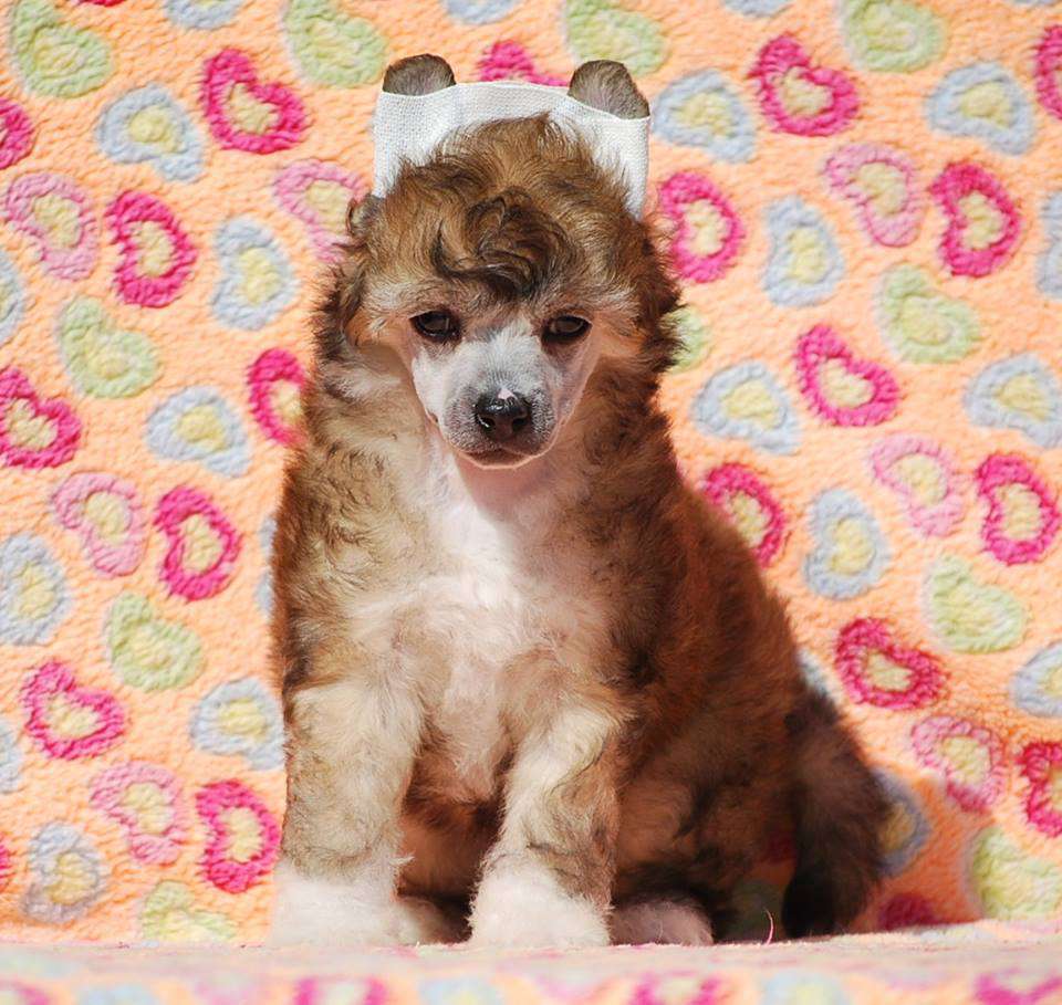 Little Dog Of Dream La Bimbo