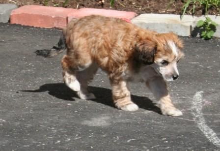 Søgne Heden's Blowing In The Wind