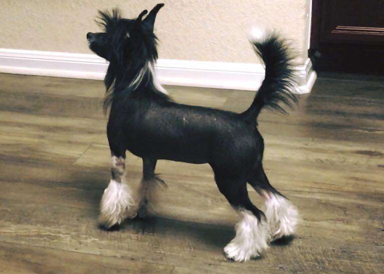 Gracieux-Pahlavi Give It A Whirl