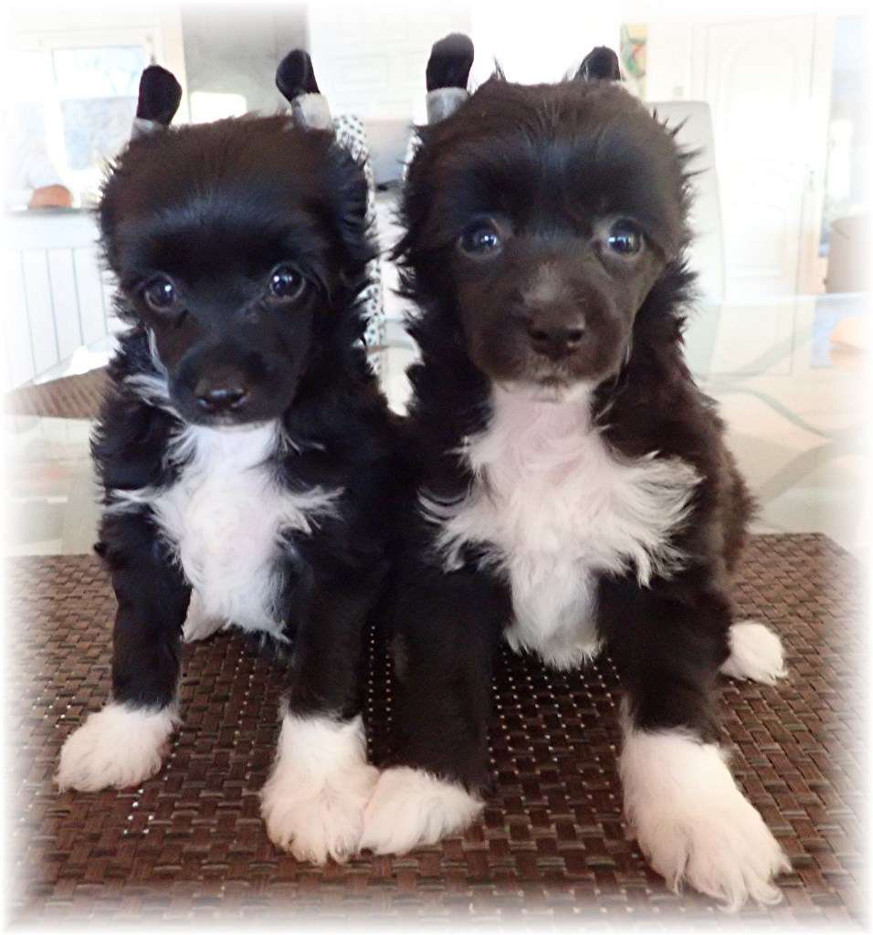 Paddy des Zéphyrs de l'Olympe