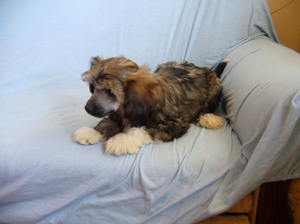 Burton od Jihlavské brány