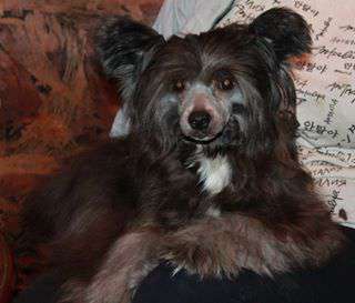 Berez Molosos Gratzi