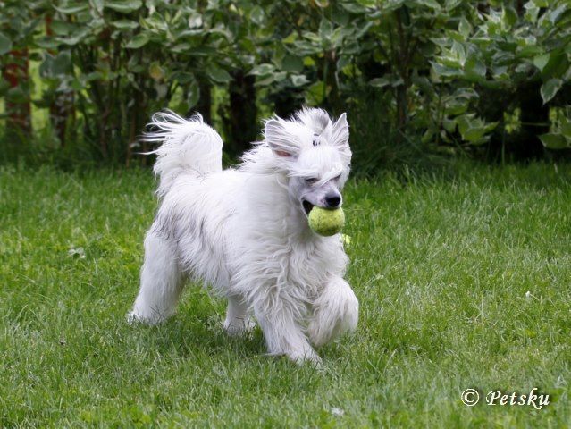 Zodellin Dust In The Wind