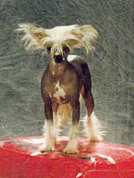 Jisnah du Domaine des Perles Noires