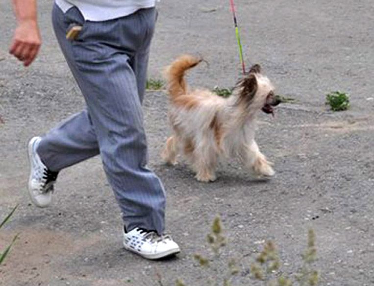 Kristal Yaniry   Love Never Dies