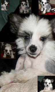 Doucai I'm Sexy And I Know It