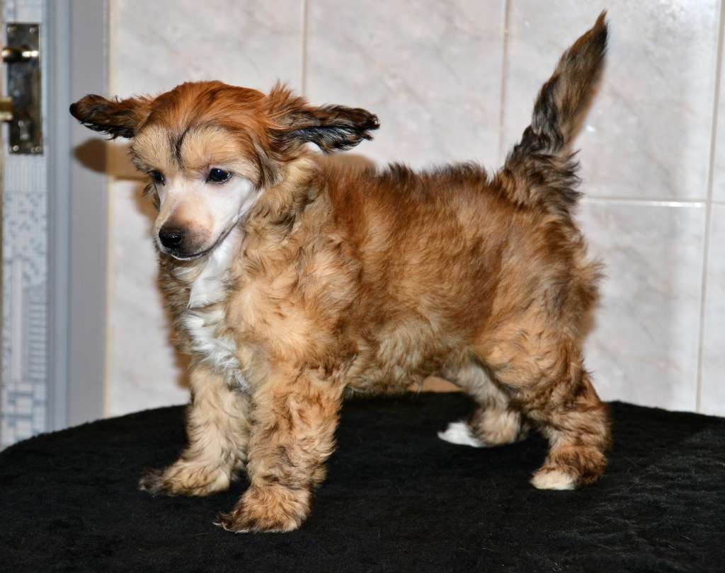 De La Mahafu's WI Princ Oliver