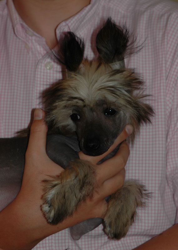 Gothika Little Champs