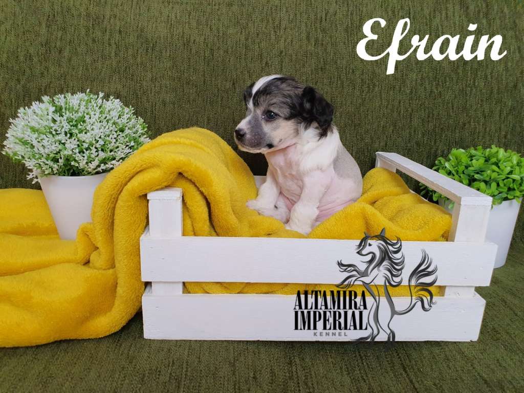 Altamira Imperial Efraín