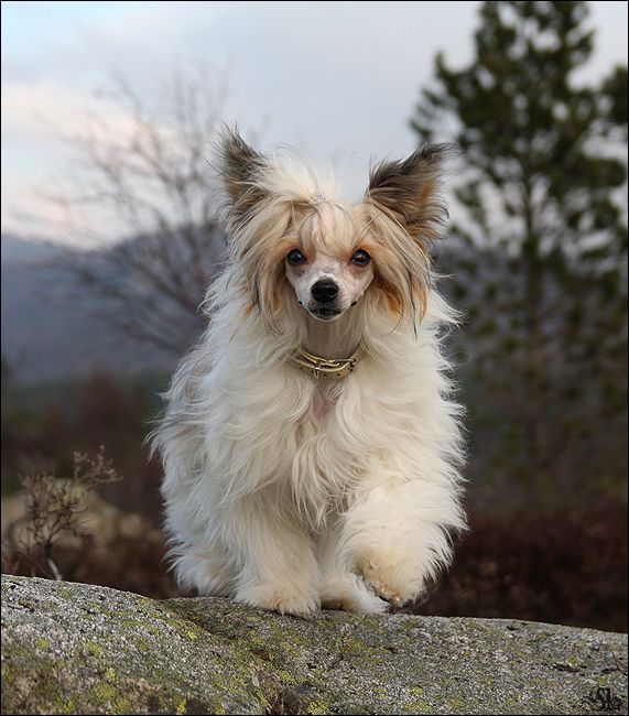 Sørperlas I'm Miss Lolita