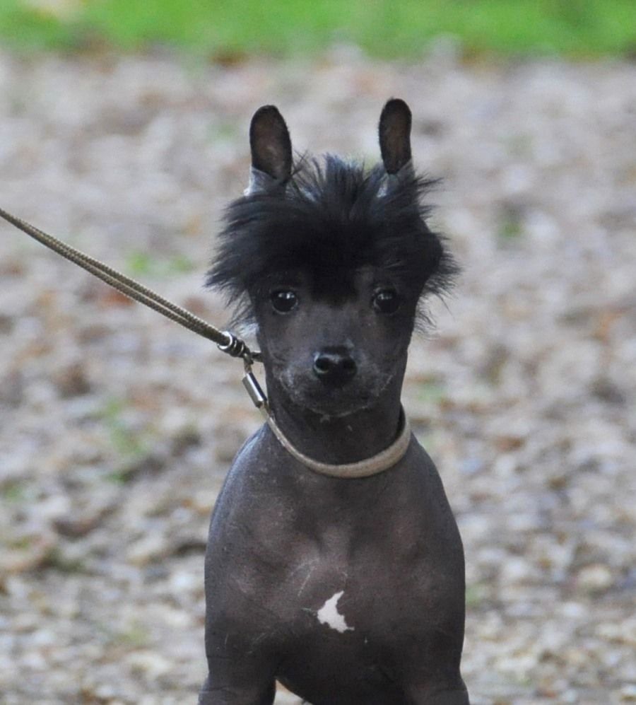 Indiana Jones Little Champs