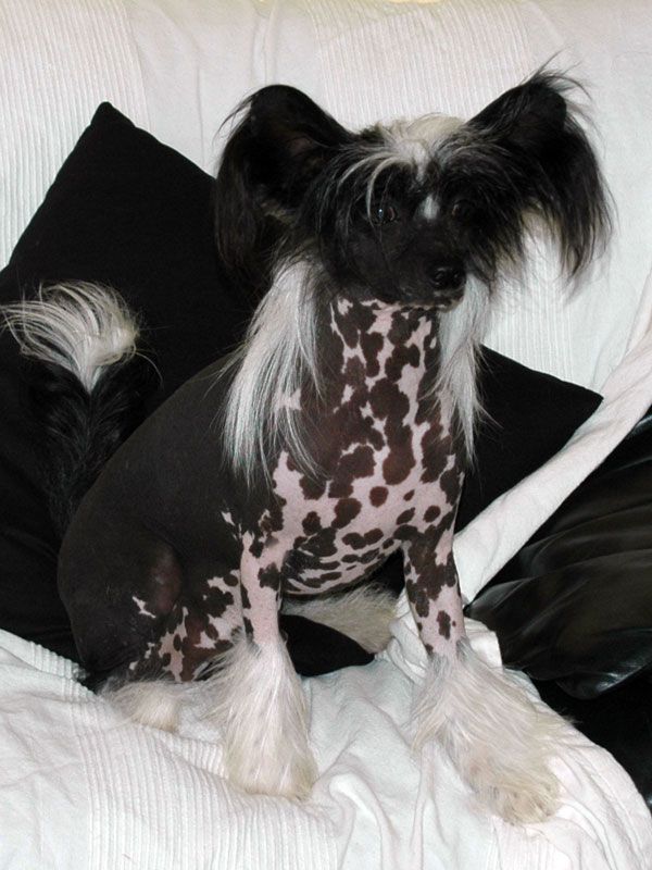 Ever Trouble Little Champs