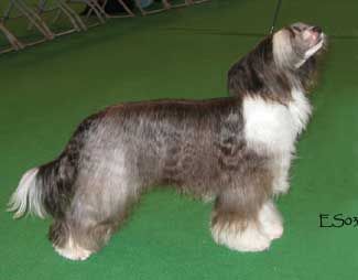 Glebeheath The Hustler