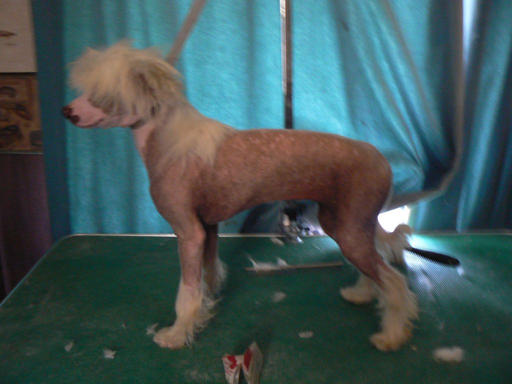 Doucai's Diamante Diva