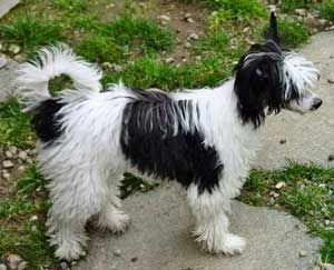 Uptown Girl Fantasy Island