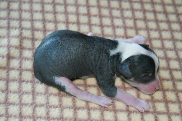 I....romantic Fairy Tale