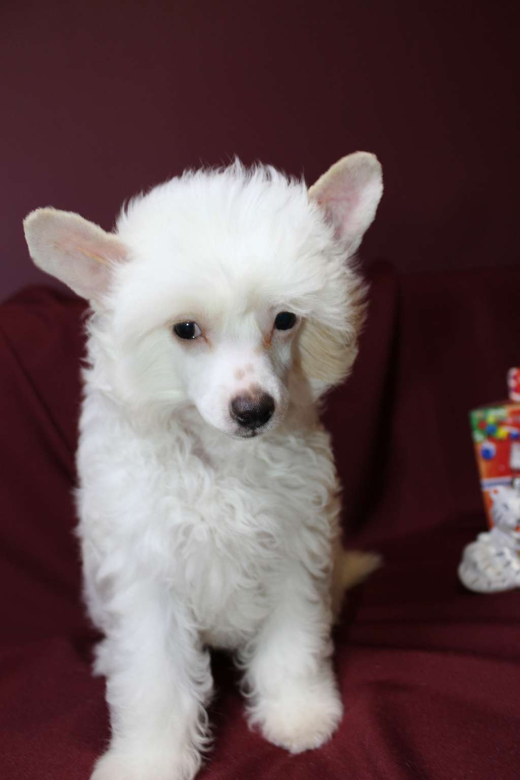 Baloo Quantum Miracolo Dell'anima