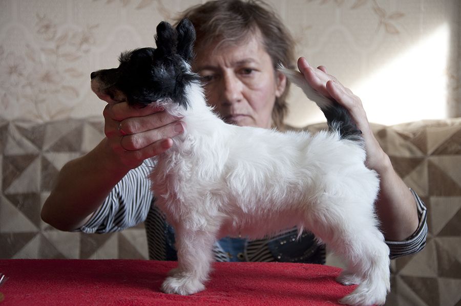 Rovanni Djekattolo Boston Bridge