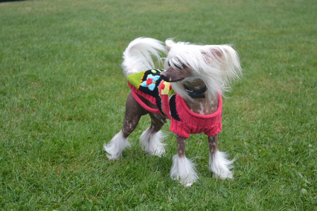 E'gucci Du Coeur Des Tenebres