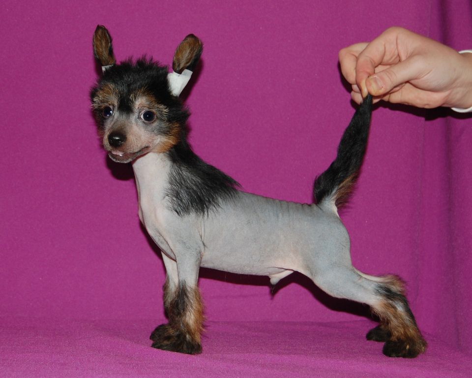 True Magnifisen Yatagan