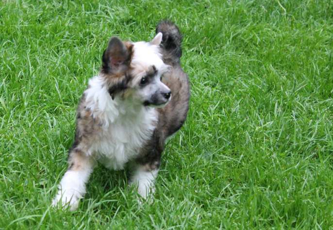 N' Top Model De Rama