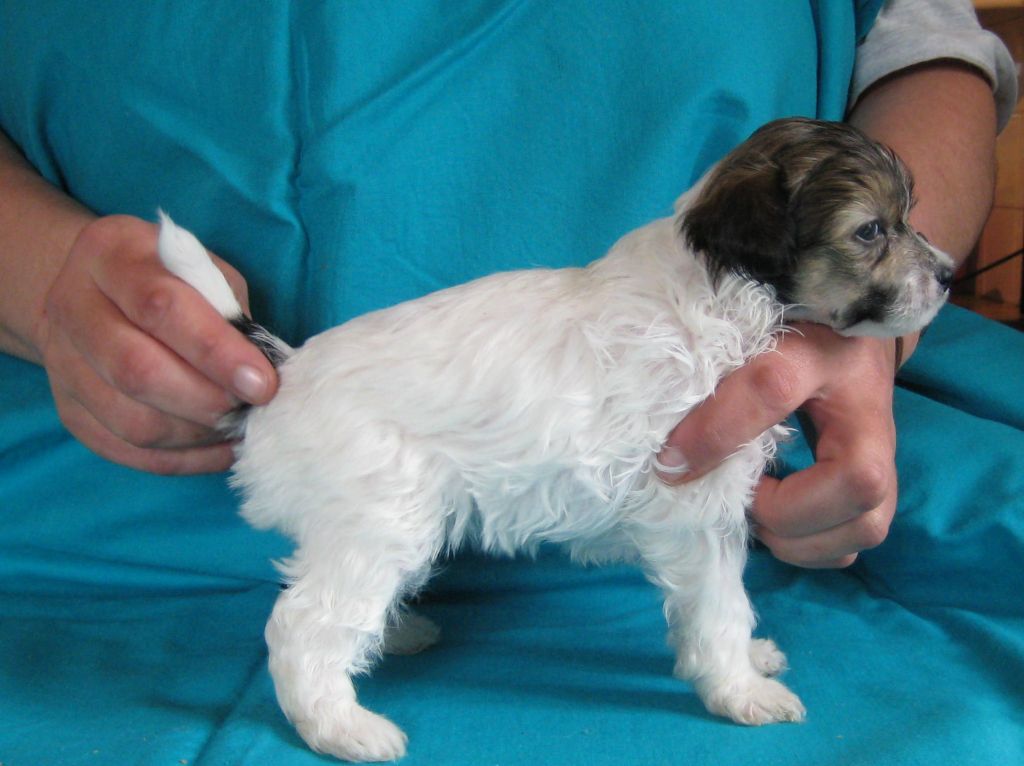 Icecrested's Artemis