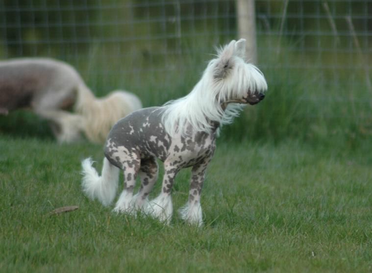 Wavecrest Twisted Sister